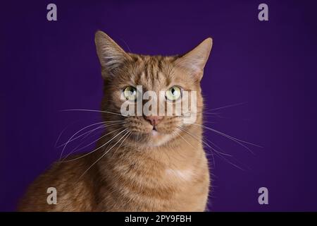 Funny red cat looking curious to the camera over dark background. Stock Photo