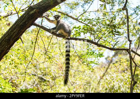 Ring-tailed lemur Lemur catta sitting on tree in their natural habitat Madagascar forest Stock Photo