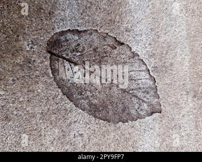 Fallen leaf print on concrete Stock Photo