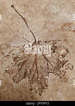 Fallen leaf print on concrete Stock Photo