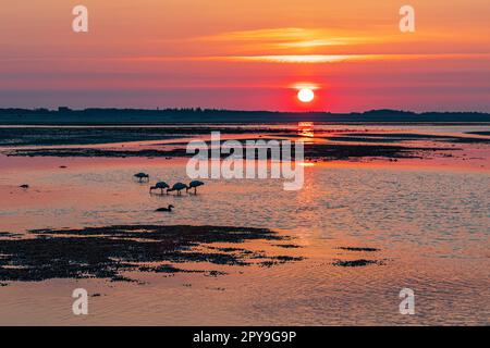 Mud flat with sunrise on the island Amrum, Germany Stock Photo