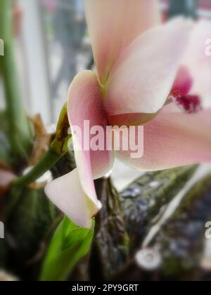 Pretty Angulocaste Jupiter g. ‘Sunset, Hybrid orchid, in flower. Natural close up flowering plant portrait Stock Photo