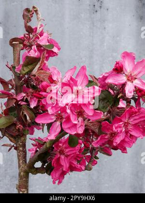 Beautifully floral Crab Apple ‘Guardsman’ , Malus trilobata ‘Guardsman’, in spring. Natural close up flowering / fruit Stock Photo