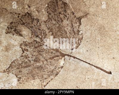 Fallen leaf print on concrete Stock Photo