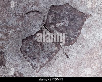Fallen leaf print on concrete Stock Photo