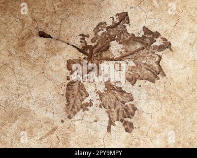 Fallen leaf print on concrete Stock Photo
