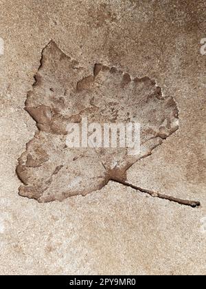 Fallen leaf print on concrete Stock Photo