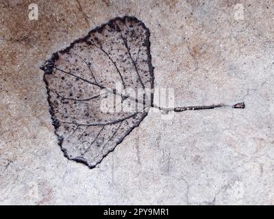 Fallen leaf print on concrete Stock Photo