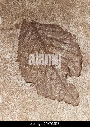 Fallen leaf print on concrete Stock Photo