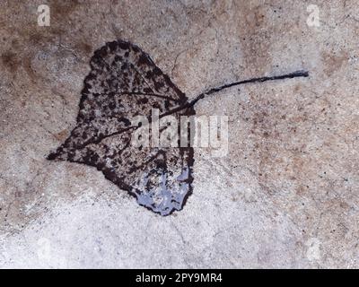 Fallen leaf print on concrete Stock Photo