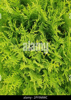 Green thuja bush close up Stock Photo