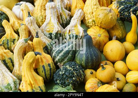market stall with squash assortment of various shapes and sizes Stock Photo