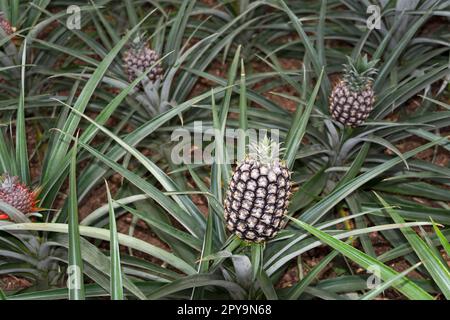 Pineapple, Pineapple Plantation, Faja de Baixo, Sao Miguel, Azores, Portugal, Plantation of Dr. Augusto Arruda Stock Photo