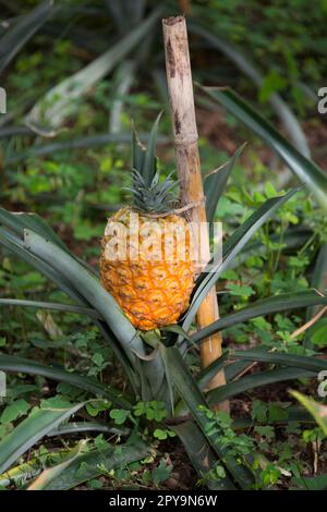 Pineapple, Pineapple Plantation, Faja de Baixo, Sao Miguel, Azores, Portugal, Plantation of Dr. Augusto Arruda Stock Photo