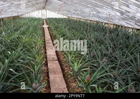 Pineapple, Pineapple Plantation, Faja de Baixo, Sao Miguel, Azores, Portugal, Plantation of Dr. Augusto Arruda Stock Photo