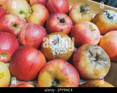 https://l450v.alamy.com/450v/2py9nc4/a-close-up-on-rotten-gala-apples-in-a-wooden-box-white-coating-on-the-peel-of-the-apple-gala-apples-covered-with-mold-2py9nc4.jpg