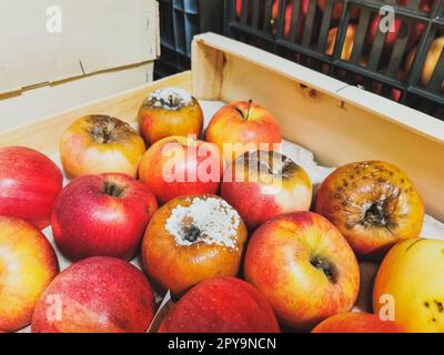 https://l450v.alamy.com/450v/2py9ncn/a-close-up-on-rotten-gala-apples-in-a-wooden-box-white-coating-on-the-peel-of-the-apple-gala-apples-covered-with-mold-2py9ncn.jpg