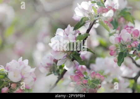 Open apple blossom (Malus pumila, Malus domestica) in dappled sunlight. England, UK Stock Photo