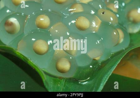 Frog spawn on a leaf, Tai forest, Ivory Coast Stock Photo