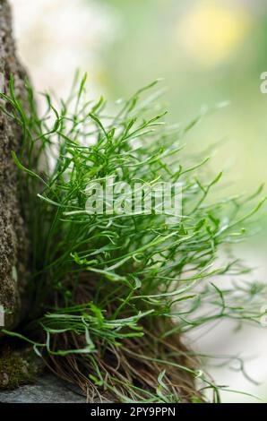 Nordic striped fern Stock Photo