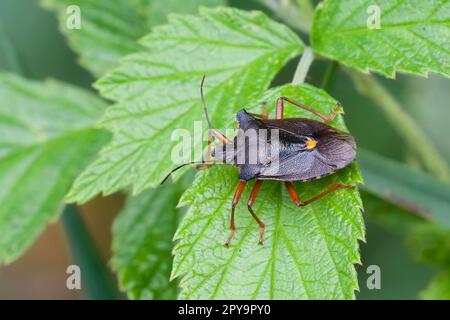 Red-legged tree bug, forest bugs (Pentatoma rufipes), Other animals ...