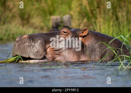 Close-up of hippo in river eating grass Stock Photo