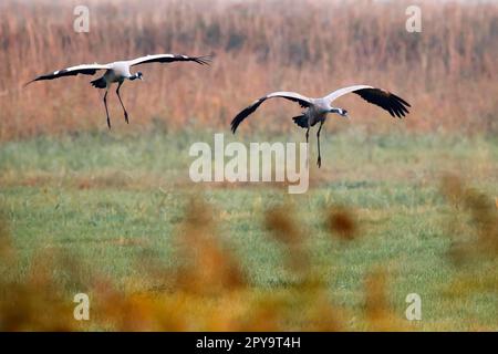Common crane (Grus grus), wildlife, Nationalpark Vorpommersche Boddenlandschaft, Mecklenburg-Vorpommern Germany Stock Photo