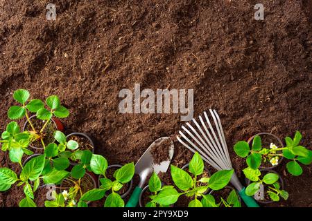 Top View of gardening tools and seedlings on soil Stock Photo