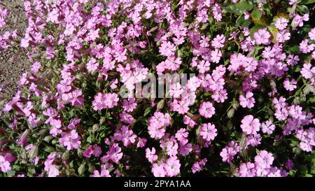 Pink small flowers on a flowerbed in the garden. Many flowering plants Stock Photo