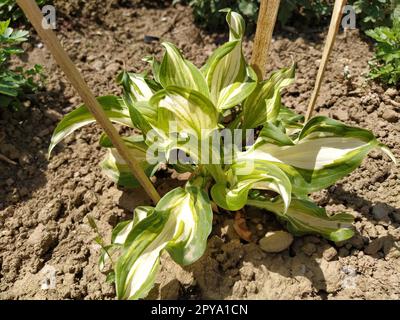 host plant. The young plant is fenced with wooden sticks. Genus of perennial herbaceous plants of the Asparagus family Stock Photo