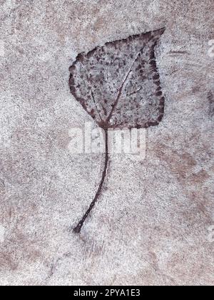 Fallen leaf print on concrete Stock Photo