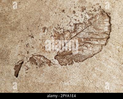 Fallen leaf print on concrete Stock Photo