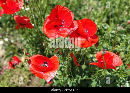 Very beautiful red wild poppies glistening in the sun. 4 large flowers. Blurred background. Intense red color. Summer mood. Poppy field. Soft focus around the edges of the image Stock Photo