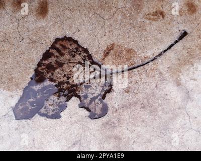 Fallen leaf print on concrete Stock Photo
