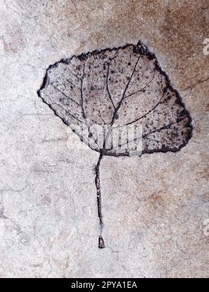 Fallen leaf print on concrete Stock Photo