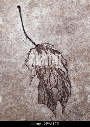 Fallen leaf print on concrete Stock Photo