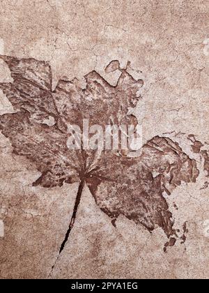 Fallen leaf print on concrete Stock Photo
