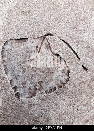 Fallen leaf print on concrete Stock Photo