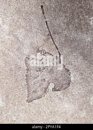 Fallen leaf print on concrete Stock Photo