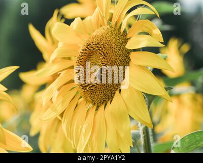 honey bee pollinating sunflower plant close up. Apiary and honey concept Stock Photo