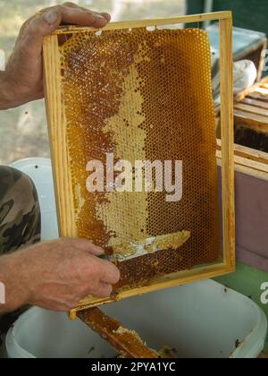 Extracting honey from honeycomb concept. Close up view of beekeeper cutting wax lids with hot knife from honeycomb for honey extraction. Stock Photo