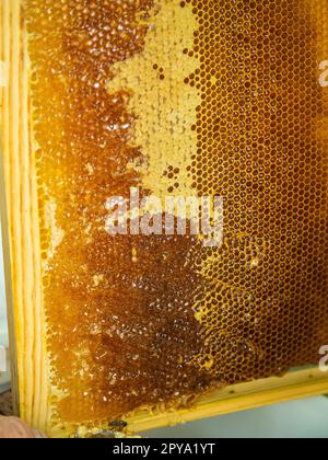 Beekeeper cuts the wax from the honey frame with a knife. Pumping out honey. Honey sealed by bees. Beekeeping and eco apiary in nature and fresh honey Stock Photo