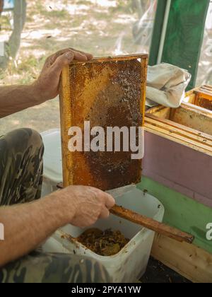 Extracting honey from honeycomb concept. Close up view of beekeeper cutting wax lids with hot knife from honeycomb for honey extraction. Stock Photo