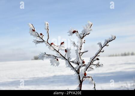 rose hip covered with snow in fine winter Stock Photo