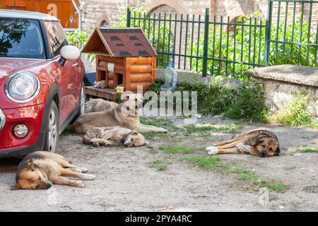 Picture of stray abandoned dogs having a rest, sleeping in the middle the entrance of a shelter in in the disctrict of Eminonu on the European part of Stock Photo