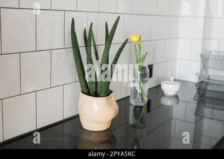 Medium pot with green leaves on wooden floor - home plant concept Stock Photo
