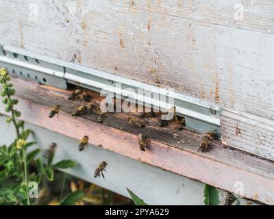 Closeup shot of honey bees coming out of its hive - beekeeping concept Stock Photo
