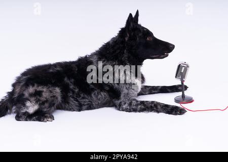 Beatiful mudi dog singing into a microphone in studio ehite background Stock Photo