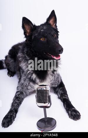 Beatiful mudi dog singing into a microphone in studio ehite background Stock Photo