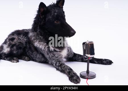 Beatiful mudi dog singing into a microphone in studio ehite background Stock Photo